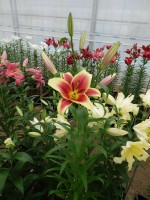 [4169 Flavia VWS No01.JPG]